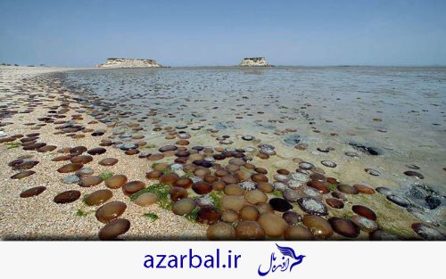 مرجان های خلیج فارس